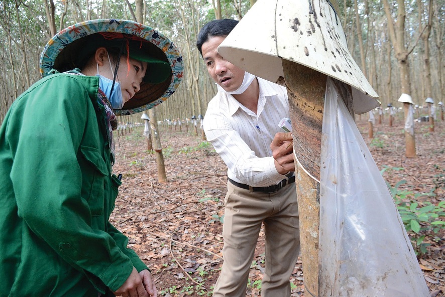 Các công ty cao su Tây Nguyên: Tiếp tục dẫn đầu về tỷ lệ khai thác sản lượng toàn ngành